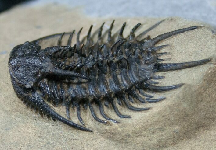 Wild Looking Proceratocephala Trilobite - Very Rare Species #16074